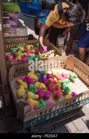 L'achat de poulets, les enfants de couleur Pasar Ngasem marché aux oiseaux, Yogyakarta, Java, Indonésie Banque D'Images