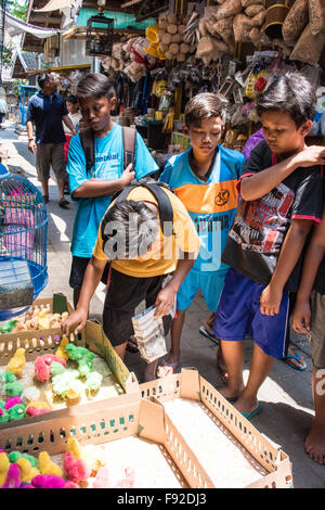 L'achat de poulets, les enfants de couleur Pasar Ngasem marché aux oiseaux, Yogyakarta, Java, Indonésie Banque D'Images