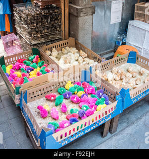 Poulets de couleur au marché aux oiseaux Ngasem Pasar, Yogyakarta, Java, Indonésie Banque D'Images