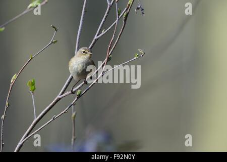 Eurasienne - « récent - Nord (Phylloscopus collybita) perché sur une branche au printemps Banque D'Images