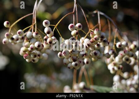 Mountain Ash - Forrest's Rowan (Sorbus forrestii) originaire de l'ouest de la Chine dans le secteur des fruits à la fin de l'été Banque D'Images