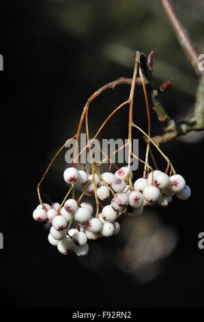 Mountain Ash - Forrest's Rowan (Sorbus forrestii) originaire de l'ouest de la Chine dans le secteur des fruits à la fin de l'été Banque D'Images