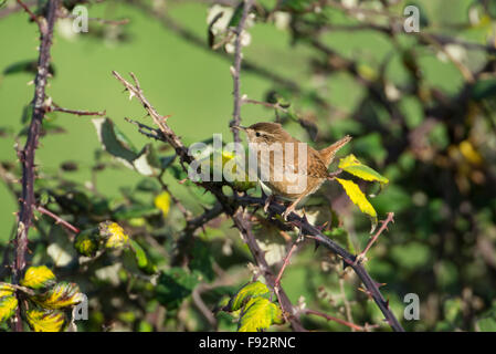 Le Troglodyte mignon (Troglodytes troglodytes) perché dans un bramble bush. L'espèce est connue comme le troglodyte mignon en Amérique du Nord. Banque D'Images