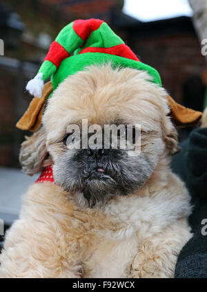 Londres, Royaume-Uni. 13 décembre 2015. Humphrey, un shih tzu cross, qui appartient à l'actrice Michelle Collins, porte son chapeau de Noël à tous les chiens l'affaire Santa Paws Noël où les chiens ont revêtu leurs plus beaux costumes de Noël à la porte du jardin Pub iin Hampstead Heath, Londres. La foire est organisée chaque année par l'organisme de bienfaisance qui trouve des foyers pour les chiens. L'actrice Michelle Collins, qui est un patron de la charité, était également à l'événement avec son chien Humphrey. Crédit : Paul Brown/Alamy Live News Banque D'Images