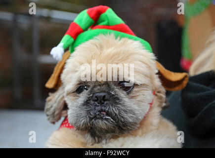 Londres, Royaume-Uni. 13 décembre 2015. Humphrey, un shih tzu cross, qui appartient à l'actrice Michelle Collins, porte son chapeau de Noël à tous les chiens l'affaire Santa Paws Noël où les chiens ont revêtu leurs plus beaux costumes de Noël à la porte du jardin Pub iin Hampstead Heath, Londres. La foire est organisée chaque année par l'organisme de bienfaisance qui trouve des foyers pour les chiens. L'actrice Michelle Collins, qui est un patron de la charité, était également à l'événement avec son chien Humphrey. Crédit : Paul Brown/Alamy Live News Banque D'Images