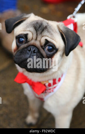 Londres, Royaume-Uni. 13 décembre 2015. Jeffrey le Pug sports de son mieux à l'bowtie rouge Tous les chiens l'affaire Santa Paws Noël où les chiens ont revêtu leurs plus beaux costumes de Noël à la porte du jardin Pub iin Hampstead Heath, Londres. La foire est organisée chaque année par l'organisme de bienfaisance qui trouve des foyers pour les chiens. L'actrice Michelle Collins, qui est un patron de la charité, était également à l'événement avec son chien Humphrey. Crédit : Paul Brown/Alamy Live News Banque D'Images