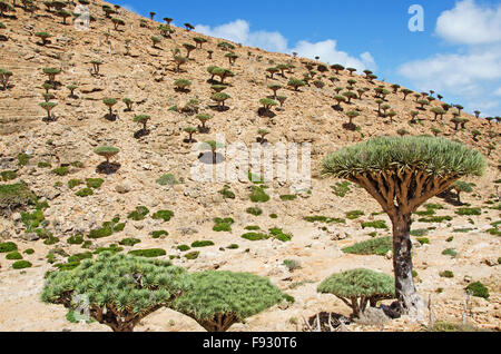 L'île de Socotra, au Yémen, au Moyen-Orient : aperçu de la forêt arbres Sang Dragon dans Homhil Plateau, zone protégée centre de biodiversité unique Banque D'Images