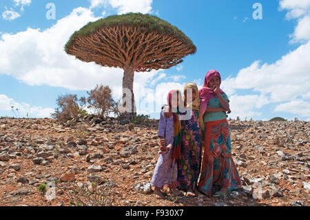 L'île de Socotra, au Yémen, au Moyen-Orient : les jeunes filles yéménites et un arbre de sang de dragon dans la zone protégée de Shibham Dixam, Plateau, centre de biodiversité unique Banque D'Images