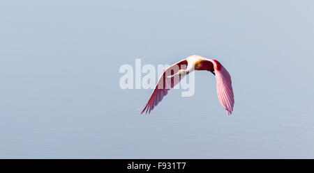 Roseate Spoonbill (Ajaia ajaja), Ding Darling National Wildlife Refuge, Sanibel Island, Floride, USA Banque D'Images