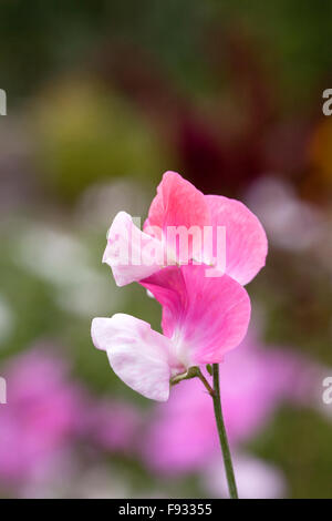 Lathyrus odoratus. Pois de fleur. Banque D'Images