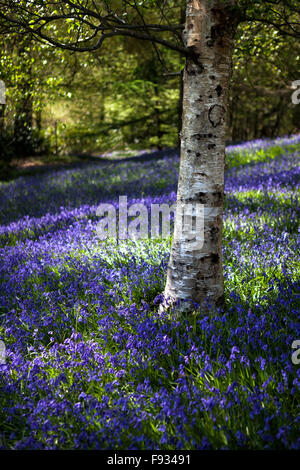 Silver Birch Tree dans un tapis de jacinthes, Ardingly, West Sussex, England, UK Banque D'Images