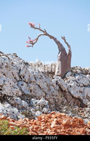 Bouteille à fleurs arbre dans la zone protégée de Shibham, roches rouges, Plateau Dixam, mer d'Oman, l'île de Socotra, au Yémen Banque D'Images