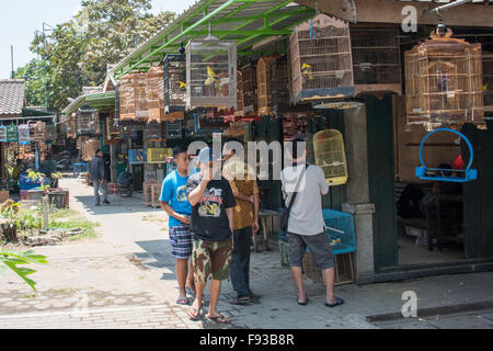 Oiseaux en cage à oiseau Ngasem Pasar Marché, Yogyakarta, Java, Indonésie Banque D'Images