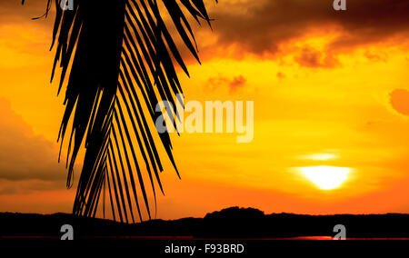 La feuille de palmier silhouetté contre le ciel au coucher du soleil Banque D'Images
