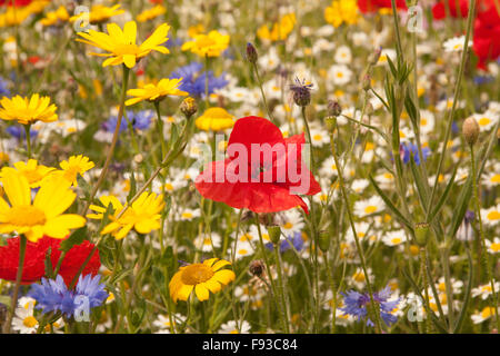 Fleurs sauvages colorées et de plantes semées par Conseil de Darlington pour aider à attirer les animaux, d'insectes et de promouvoir un environnement vert Banque D'Images