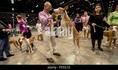 Orlando, Floride, USA. Dec 12, 2015. Chiens d'Ibiza sont mis en scène pour leur concours à l'AKC/Eukenuba 2015 championnats. Avec plus de 6 100 entrées, c'est le plus grand chien, qui ont eu lieu aux États-Unis au cours des 20 dernières années. © Brian Cahn/ZUMA/Alamy Fil Live News Banque D'Images