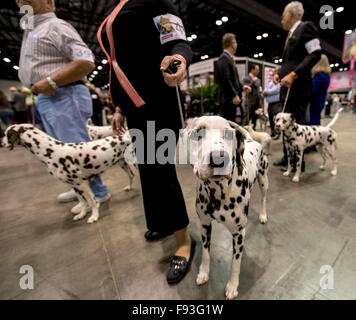 Orlando, Floride, USA. Dec 12, 2015. Dalmatiens sont mis en scène pour leur compétition durant les championnats 2015 AKC/Eukanuba. Avec plus de 6 100 entrées, c'est le plus grand chien, qui ont eu lieu aux États-Unis au cours des 20 dernières années. © Brian Cahn/ZUMA/Alamy Fil Live News Banque D'Images