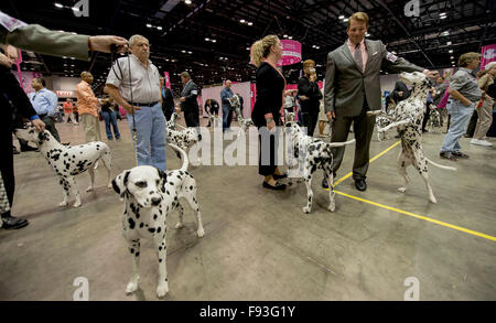 Orlando, Floride, USA. Dec 12, 2015. Dalmatiens sont mis en scène pour leur compétition durant les championnats 2015 AKC/Eukanuba. Avec plus de 6 100 entrées, c'est le plus grand chien, qui ont eu lieu aux États-Unis au cours des 20 dernières années. © Brian Cahn/ZUMA/Alamy Fil Live News Banque D'Images