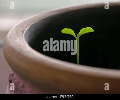 Jeune plante en pot. Un close up Banque D'Images