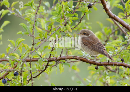 Jeune Pie-grièche écorcheur Lanius collurio / Neuntoeter ( ) perché en prunellier bush. Banque D'Images