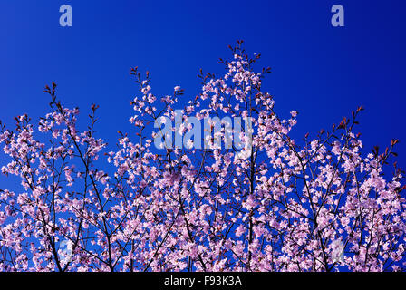 Floraison de printemps une Sakura ; Ciel bleu en arrière-plan Banque D'Images