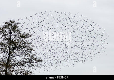 [Starling Sturnus vulgaris] murmuration. Somerset, Royaume-Uni. Décembre. Banque D'Images