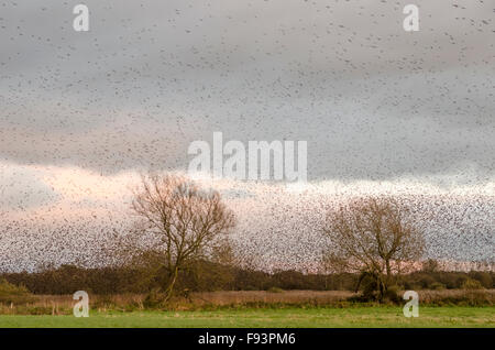 [Starling Sturnus vulgaris] murmuration. Les troupeaux massés à venir se percher. Somerset, Royaume-Uni. Décembre. En soirée. Banque D'Images