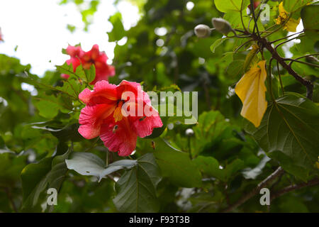 Deux abeilles pollinisant un hibiscus (Malvaceae) fleur. Ponce, Porto Rico. L'île des Caraïbes. USA territoire. Banque D'Images