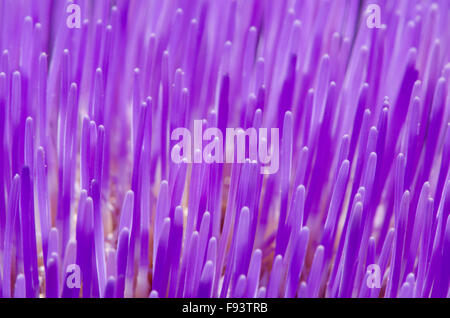 [L'artichaut Cynara Scolymus]. Close-up de fleurons. UK. Août Banque D'Images