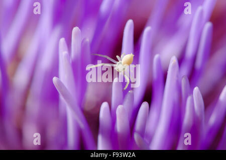 [L'artichaut Cynara Scolymus]. Close-up de fleurons. Probablement un jeune araignée Crabe Misumena vatia []. UK. Août Banque D'Images