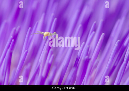 [L'artichaut Cynara Scolymus]. Close-up de fleurons. Probablement un jeune araignée Crabe Misumena vatia []. UK. Août Banque D'Images