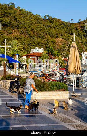 Une femme se nourrir les chats, Province de Mugla, Marmaris, Turquie Banque D'Images