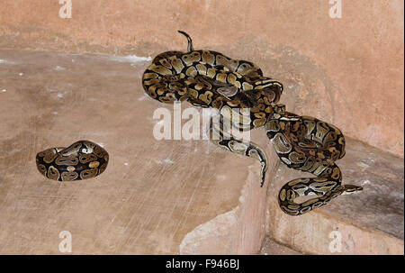 Sheba Royal pythons dans petite salle vaudou (voodoo) Temple Python, Ouidah, Bénin Banque D'Images