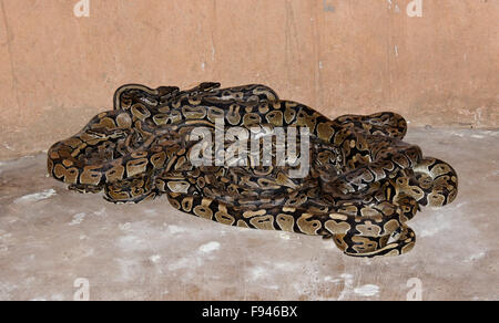 Sheba Royal pythons dans petite salle vaudou (voodoo) Temple Python, Ouidah, Bénin Banque D'Images