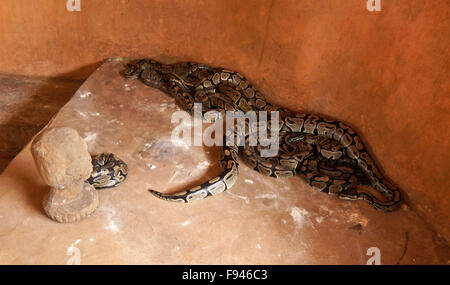 Sheba Royal pythons dans petite salle vaudou (voodoo) Temple Python, Ouidah, Bénin Banque D'Images