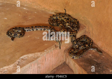 Sheba Royal pythons dans petite salle vaudou (voodoo) Temple Python, Ouidah, Bénin Banque D'Images