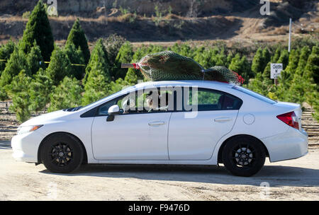 Los Angeles, USA. Dec 12, 2015. Les clients s'en aller avec un arbre de Noël attaché sur le toit de leur voiture après l'achat à une ferme d'arbres de Noël à Los Angeles, États-Unis, le 12 décembre 2015. © Zhao Hanrong/Xinhua/Alamy Live News Banque D'Images