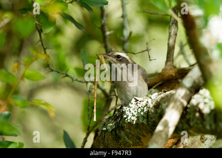 La grande woodshrike est une espèce de la famille woodshrike. Tephrodornithidae Banque D'Images