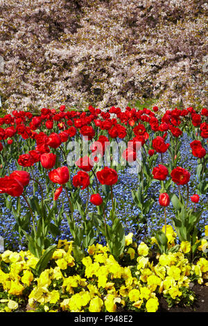 Lit de fleurs et d'arbres en fleurs, jardins botaniques, Hagley Park, Christchurch, Canterbury, île du Sud, Nouvelle-Zélande Banque D'Images