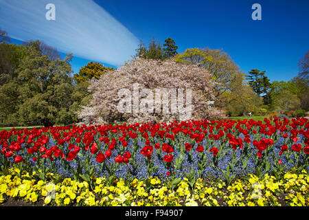 Lit de fleurs et d'arbres en fleurs, jardins botaniques, Hagley Park, Christchurch, Canterbury, île du Sud, Nouvelle-Zélande Banque D'Images