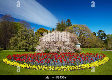 Lit de fleurs et d'arbres en fleurs, jardins botaniques, Hagley Park, Christchurch, Canterbury, île du Sud, Nouvelle-Zélande Banque D'Images