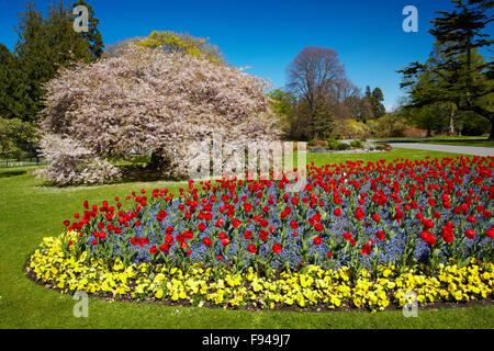 Lit de fleurs et d'arbres en fleurs, jardins botaniques, Hagley Park, Christchurch, Canterbury, île du Sud, Nouvelle-Zélande Banque D'Images