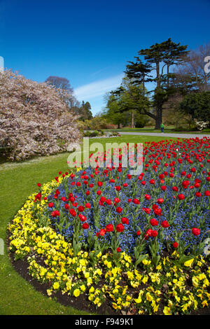 Lit de fleurs et d'arbres en fleurs, jardins botaniques, Hagley Park, Christchurch, Canterbury, île du Sud, Nouvelle-Zélande Banque D'Images