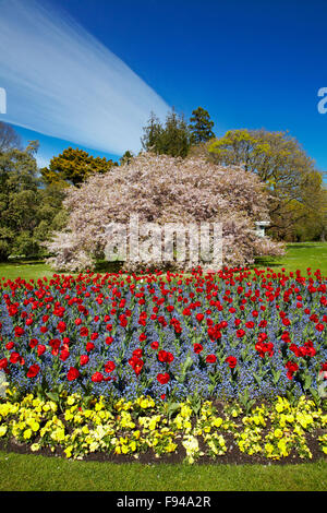 Lit de fleurs et d'arbres en fleurs, jardins botaniques, Hagley Park, Christchurch, Canterbury, île du Sud, Nouvelle-Zélande Banque D'Images