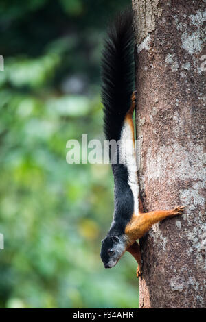 L'Écureuil Prevost ou asiatique tricolore (Callosciurus prevostii écureuil), Kalimantan, Indonésie Banque D'Images