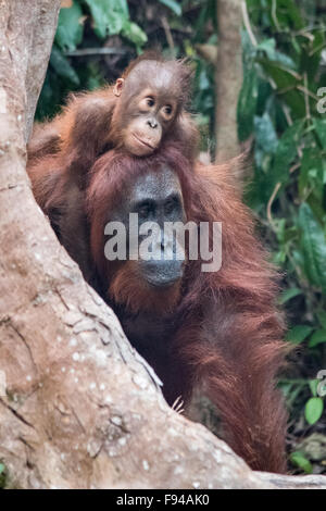 L'orang-outan de Bornéo (Pongo pygmaeus) avec bébé, Tanjung Puting NP, Kalimantan, Bornéo, Indonésie Banque D'Images
