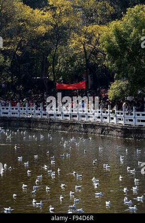 Kunming, province chinoise du Yunnan. 13 Décembre, 2015. Les gens regardent les mouettes à tête noire à la Cuihu Park à Kunming, capitale du sud-ouest de la province chinoise du Yunnan, le 13 décembre 2015. © Lin Yiguang/Xinhua/Alamy Live News Banque D'Images