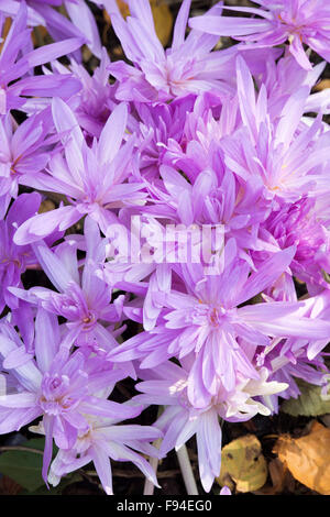 Colchicum 'Waterlily'. Meadow safran "Bassin aux nymphéas. La floraison des fleurs de crocus d'automne Banque D'Images