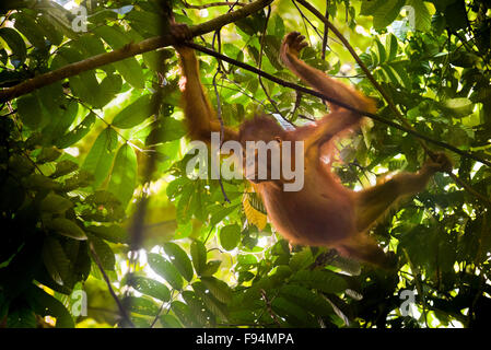 Orang-outan juvénile se balançant au-dessous de forêt vierge. Banque D'Images