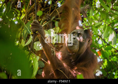 Orangutan du nord-est du Bornéen (Pongo pygmaeus morio). Femme adulte, alimentation individuelle dans le parc national de Kutai, Indonésie. Banque D'Images